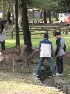 Kids and Deer