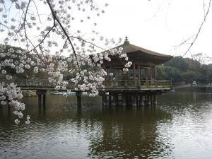 Sakura and Pond