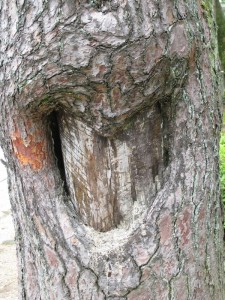 Heart in Tree